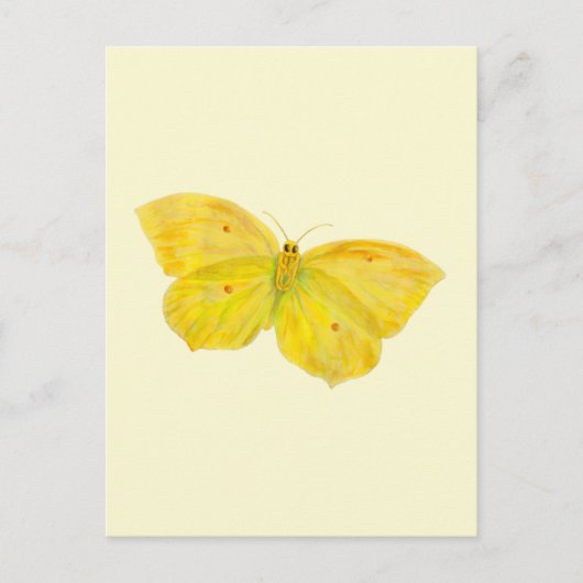 Carte Postale Papillon jaune Volant de pierre de taille commune (Devant)