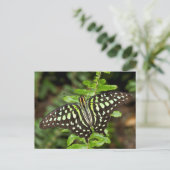 Carte Postale Papillon Jay (Debout devant)