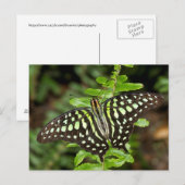 Carte Postale Papillon Jay (Devant / Derrière)