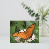 Carte postale Papillon Julia Orange (Debout devant)