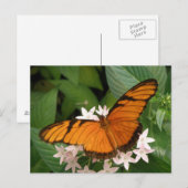 Carte postale Papillon Julia Orange (Devant / Derrière)