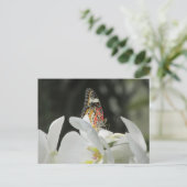 Carte Postale Papillon Léopard Lacewing sur la Postcar de l'orch (Debout devant)