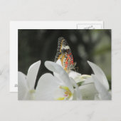 Carte Postale Papillon Léopard Lacewing sur la Postcar de l'orch (Devant / Derrière)