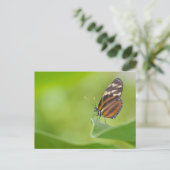 Carte Postale Papillon long tigre (Debout devant)