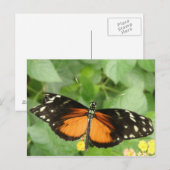 Carte postale Papillon long tigre (Devant / Derrière)