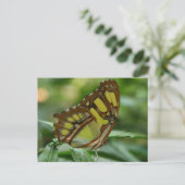 Carte postale papillon malachite (Debout devant)
