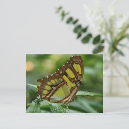 Carte postale papillon malachite (Debout devant)