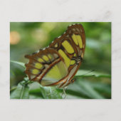 Carte postale papillon malachite (Devant)