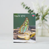 Carte Postale Papillon malachite - Costa Rica (Debout devant)