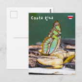 Carte Postale Papillon malachite - Costa Rica (Devant / Derrière)