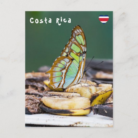 Carte Postale Papillon malachite - Costa Rica (Devant)