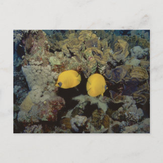 Carte Postale Papillon masqué001-01