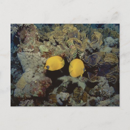 Carte Postale Papillon masqué001-01 (Devant)
