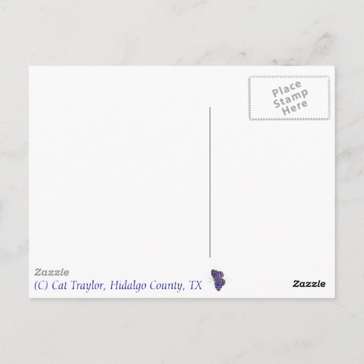 Carte Postale Papillon mexicain Bluewing (Myscelia ethusa) (Dos)