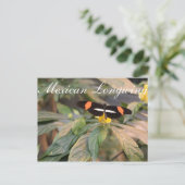 Carte Postale Papillon mexicain Longwing # 1 (Debout devant)