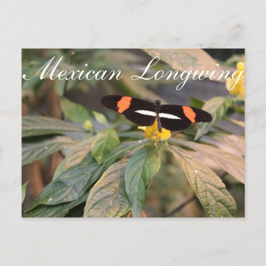 Carte Postale Papillon mexicain Longwing # 1 (Devant)