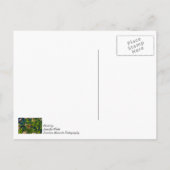 Carte postale « Papillon monarch et asclépiase » (Dos)