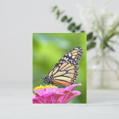 Carte Postale Papillon monarque (Debout devant)