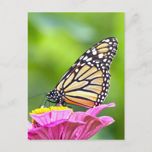 Carte Postale Papillon monarque (Devant)