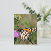 Carte Postale Papillon monarque (Debout devant)