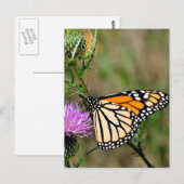 Carte Postale Papillon monarque (Devant / Derrière)