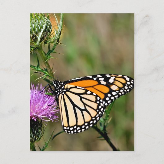 Carte Postale Papillon monarque (Devant)