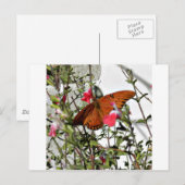 Carte Postale Papillon monarque (Devant / Derrière)
