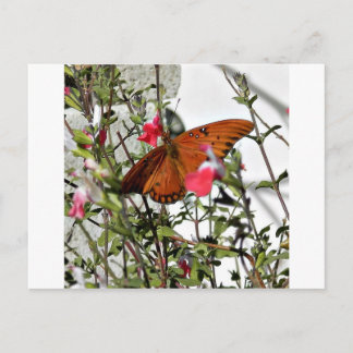 Carte Postale Papillon monarque