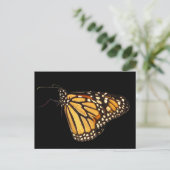 Carte Postale Papillon monarque (Debout devant)