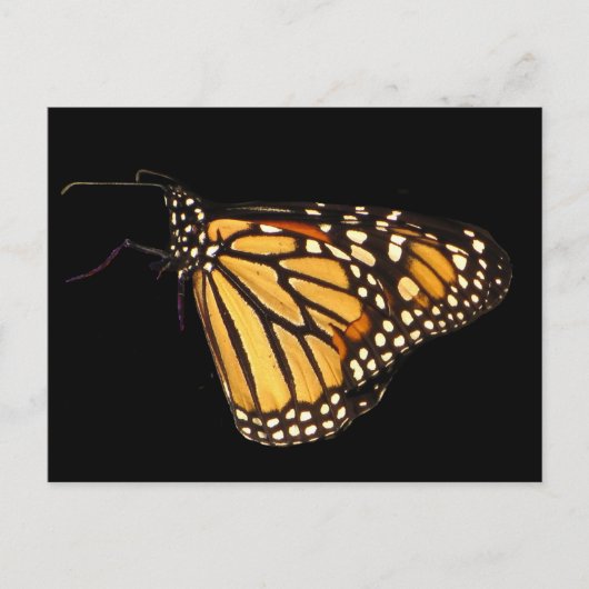 Carte Postale Papillon monarque (Devant)