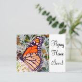 Carte Postale Papillon monarque (Debout devant)