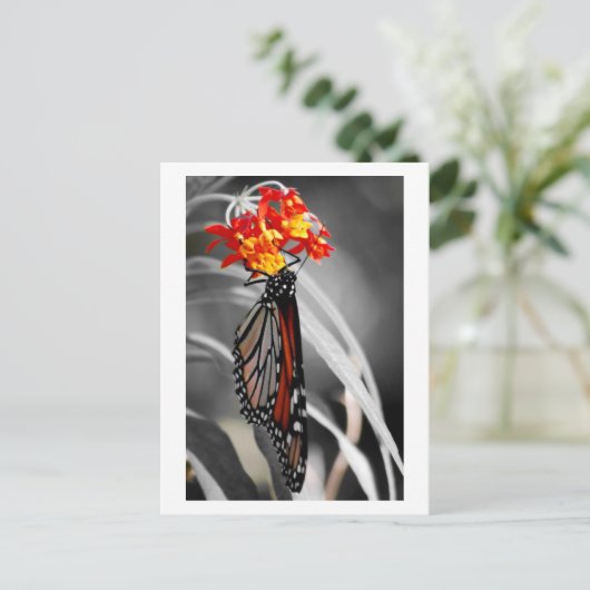 Carte Postale Papillon Monarque (Debout devant)