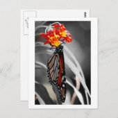 Carte Postale Papillon Monarque (Devant / Derrière)