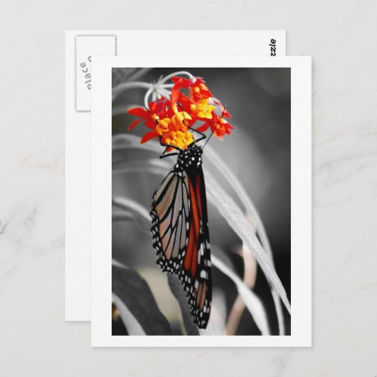 Carte Postale Papillon Monarque (Devant / Derrière)