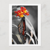 Carte Postale Papillon Monarque (Devant)