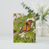 Carte Postale Papillon monarque (Debout devant)