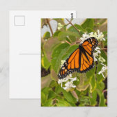 Carte Postale Papillon monarque (Devant / Derrière)