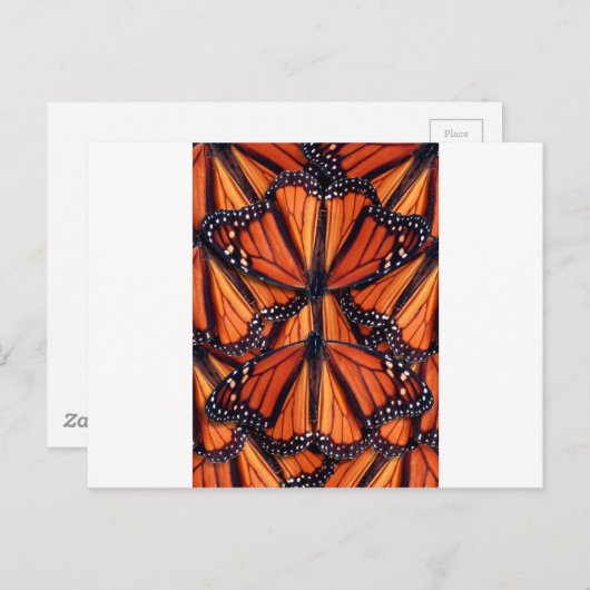 Carte Postale papillon monarque (Devant / Derrière)