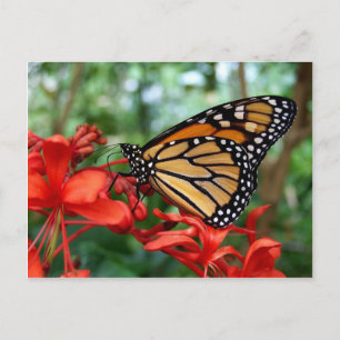 Carte Postale Papillon monarque