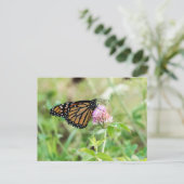 Carte Postale Papillon monarque (Debout devant)
