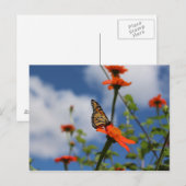 Carte postale papillon monarque (Devant / Derrière)