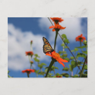 Carte postale papillon monarque