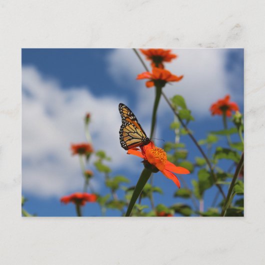 Carte postale papillon monarque (Devant)