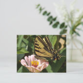 Carte postale Papillon Monarque (Debout devant)