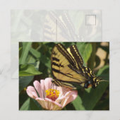 Carte postale Papillon Monarque (Devant / Derrière)