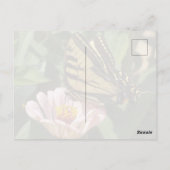 Carte postale Papillon Monarque (Dos)