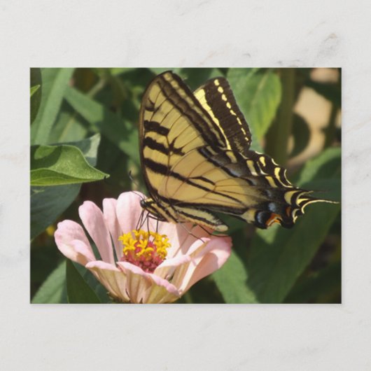 Carte postale Papillon Monarque (Devant)