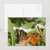 Carte postale Papillon Monarque (Devant / Derrière)