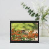 Carte postale papillon monarque (Debout devant)