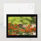 Carte postale papillon monarque (Devant / Derrière)